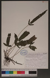 Pronephrium triphyllum (Sw.) Holtt. 三葉新月蕨