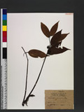 Disponopsis arisanensis,Hay