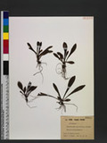 Heloniopsis acutifolia Hayata UJª