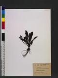 Heloniopsis acutifolia Hayata UJª