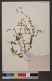 Cerastium holosteoides Fries var. hallaisanense (Nakai) Mizushima 