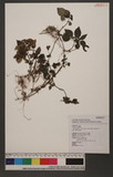Pilea aquarum Dunn subsp. brevicornuta (Hayata) C J. Chen uN