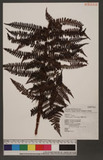 Ctenitis apiciflora (Wall.) Ching nؤ