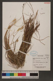 Setaria geniculata (Lam.) P. Beauv. 