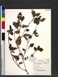 Commelina benghalensis L. 긭n