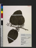 Smilax bracteata var. verruculosa (Merr.) T. Koyama Wn