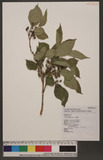 Morus australis Poir. p