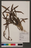 Echinodorus uruguayensis Arechav.