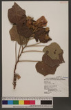 Hibiscus mutabilis L. ܻT