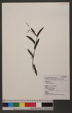 Polygonum sp.