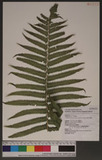 Christella dentata (Forsk.) Brownsey & Jermy p