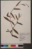 Polygonum dichotomum Blume D