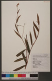 Polygonum dichotomum Blume D