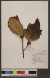 Ficus septica Burm. f. WG_