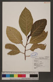 Ficus septica Burm. f. WG_