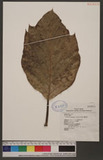 Artocarpus connumis J. R. & G, Forster ѥ]