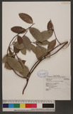 Trophis scandens (Lour.) Hooker & Arnott Ls