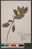 Trophis scandens (Lour.) Hooker & Arnott Ls