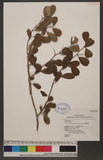 Maclura cochinchinensis (Lour.) Comer OWC