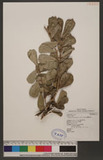 Maclura cochinchinensis (Lour.) Comer OWC