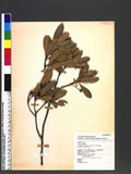 Rhaphiolepis indica (L.) Lindl. var. hiiranensis (Kanehira) Li K۴