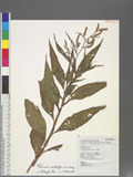 Persicaria lapathifolia (L.) Gray