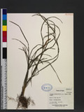 Liriope graminifolia (L .) Bader ݸsV