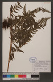 Dennstaedtia scabra (Wall. ex Hook.) T. Moore J