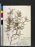 Asparagus cochinchinensis (Lour.) Merr. ѪV