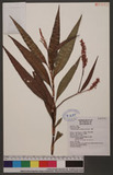 Persicaria glabra (Willd, ) M. Gomez d