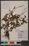 Persicaria pubescens (Blume) hara d