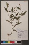 Polygonum lapathifolium L. ]d