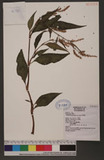 Polygonum lapathifolium L. ]d