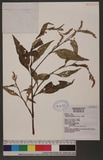 Polygonum lapathifolium L. ]d