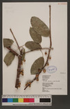 Ficus wightiana Wall. ex Benth. _