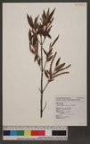 Boehmeria densiflora Hook. & Arn. KR