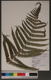 Glaphyropteridopsis erubescens (Hook.) Ching 쿹