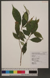 Ficus formosana Maxim ѥPG