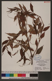 Polygonum pubescens Blume Krd