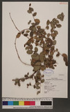 Ficus pumila L. 