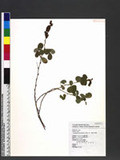 Desmodium heterophyllum (Willd.) DC. ܸs½
