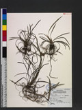 Ophiopogon formosanum Ohwi ѱa
