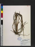 Ophiopogon japonicus (L. f.) Ker-Gawl. ѱa