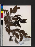 Smilax corbularia Kunth �n