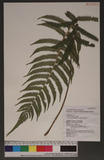 Cyclosorus parasiticus (L.) Farw K