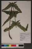 Pseudophegopteris subaurita (Tagawa) Ching n`