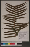 Cyclosorus taiwanensis (C. Chr) H. Ito xW긢