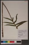 Cyclosorus taiwanensis (C. Chr) H. Ito xW긢