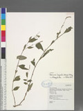 Persicaria longiseta (Bruijn) Kitag.
