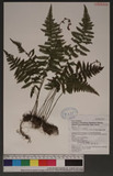 Parathelypteris glanduligera (Kunze) Ching 密腺金星蕨